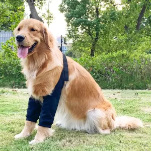 Double Front Leg Sleeve|Medical Sleeve For Dog