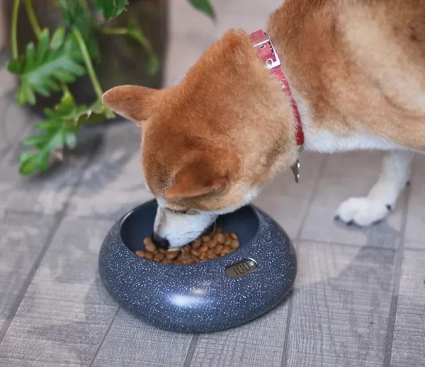 Pet Weigh Bowl of Pet Digital feeder bowl - Image 4