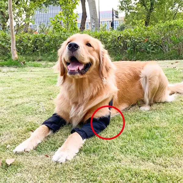Double Front Leg Sleeve|Medical Sleeve For Dog - Image 2