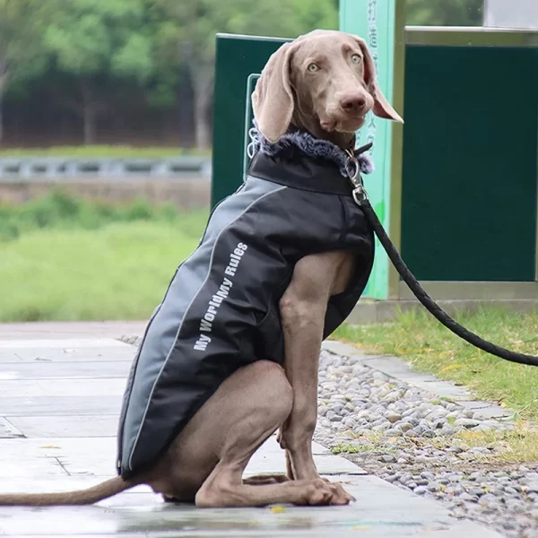 Waterproof Jacket of Warm Dog Coat with Harness