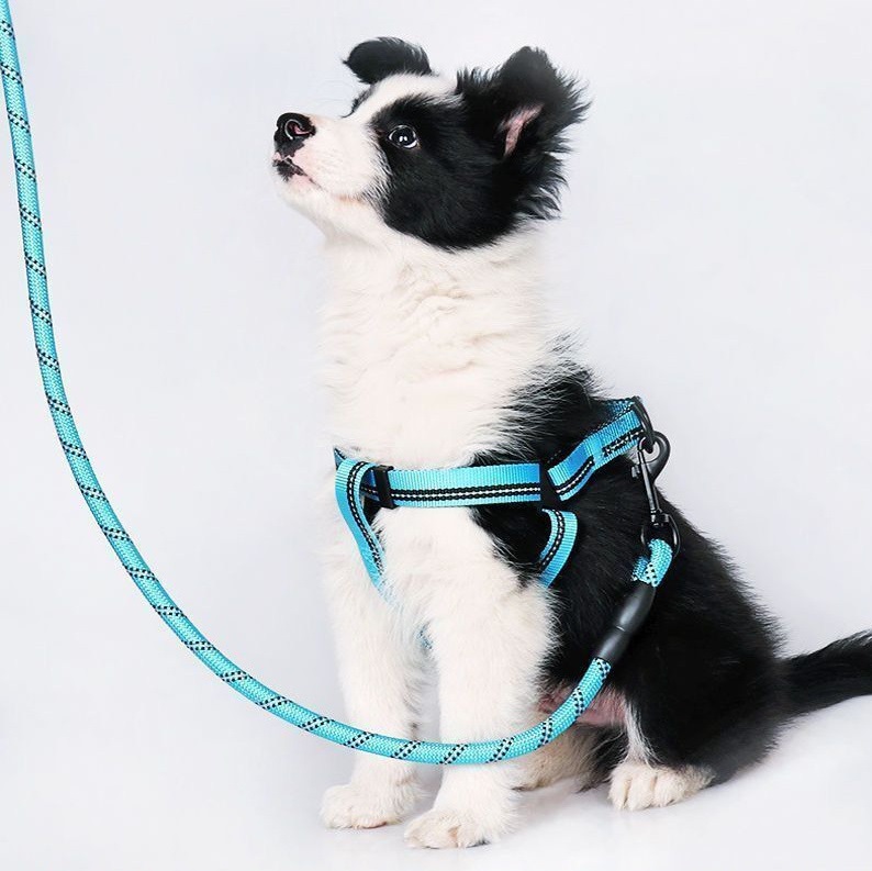 Webbed Nylon Dog Harness