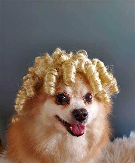 wigs for pets